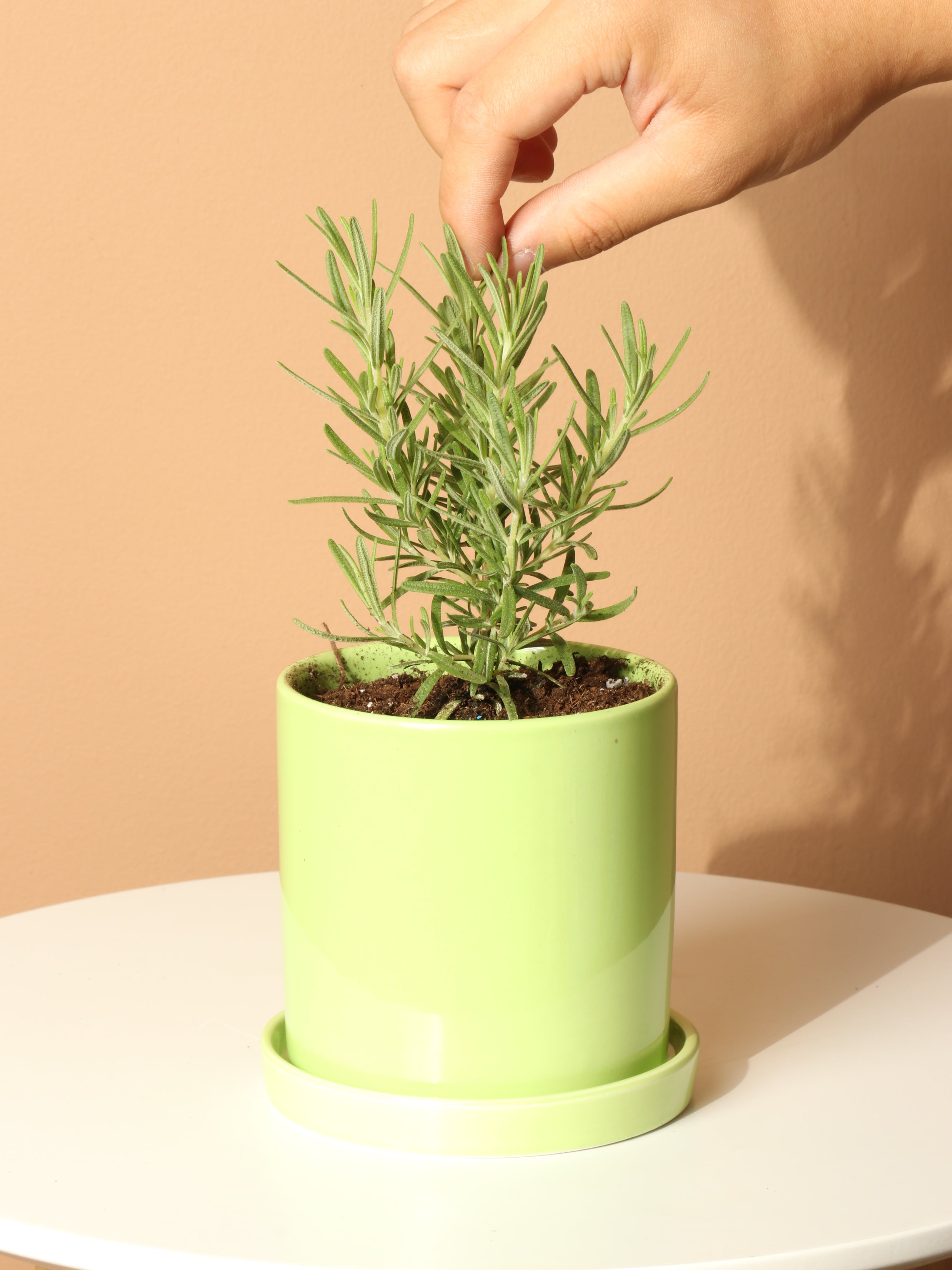 rosemary plant pot Buy Rosemary Indoor Herb Online | Easy Care Plant
