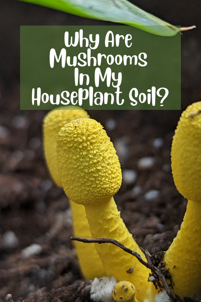 Mushrooms In Soil? Why They're There and How To Get Rid Of Them