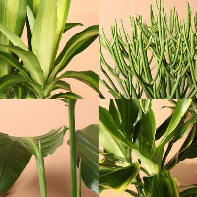 Get Smacked In The Face With These BIG (4-5ft) & Lush Indoor Floor Plants!