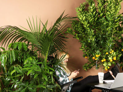 Plants For Overwhelmed Employees