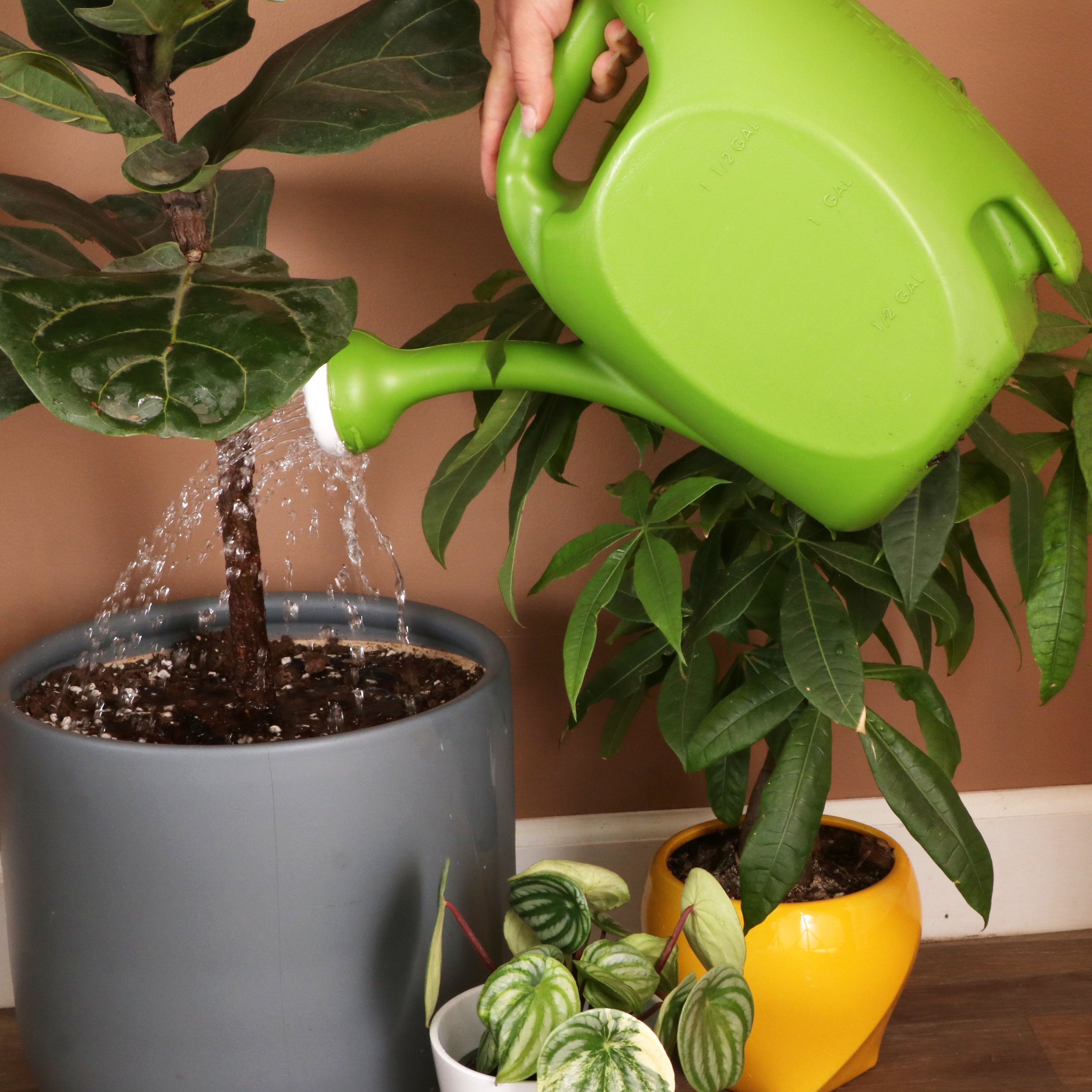 Overwatering? Underwatering? What's happening with my houseplant?!