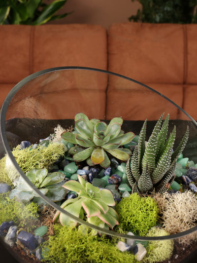 The Top 5 Terrarium Plants