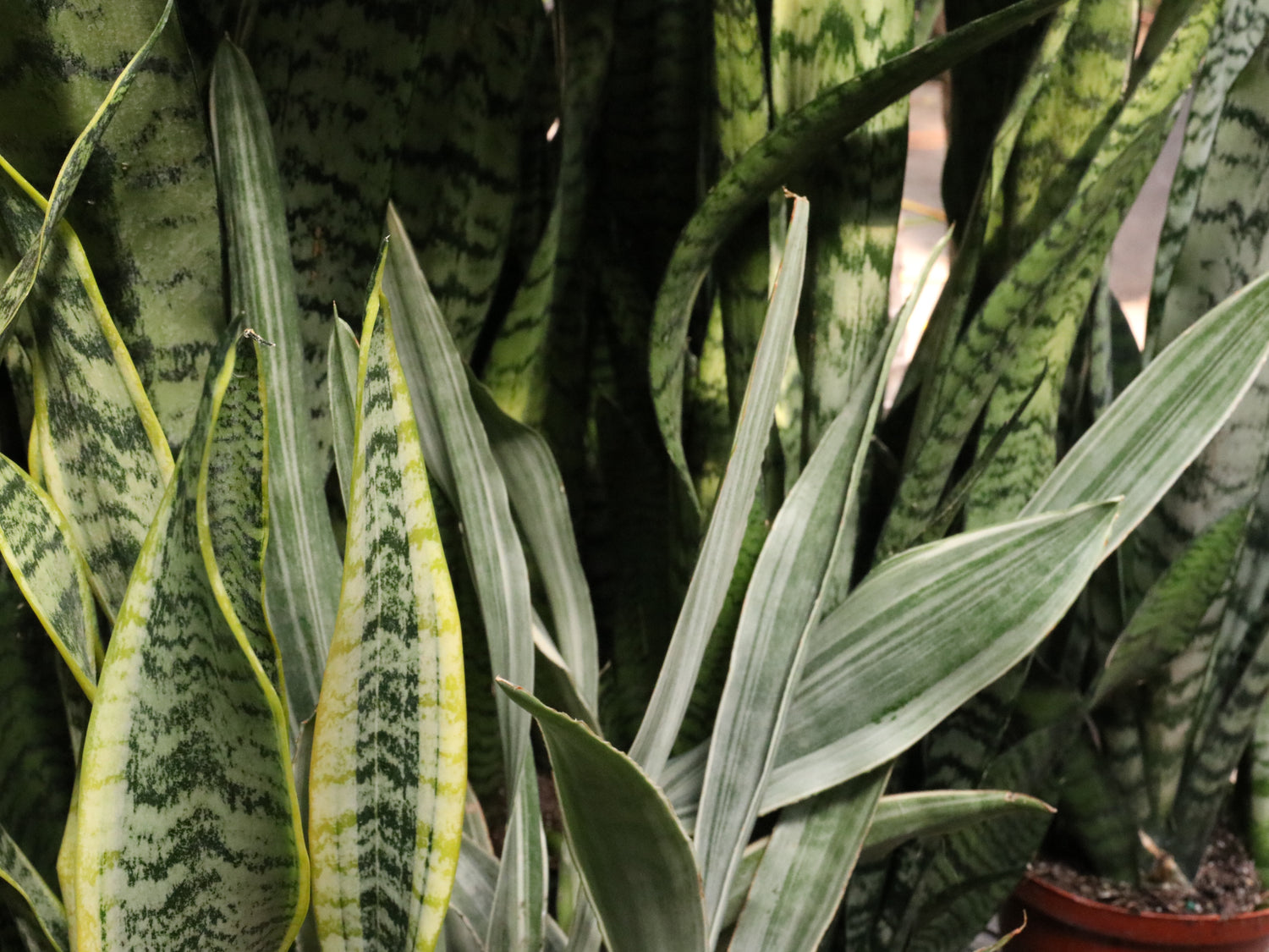 IMMORTAL SNAKE PLANTS 101: EVERYTHING YOU NEED TO KNOW  Dahing Plants