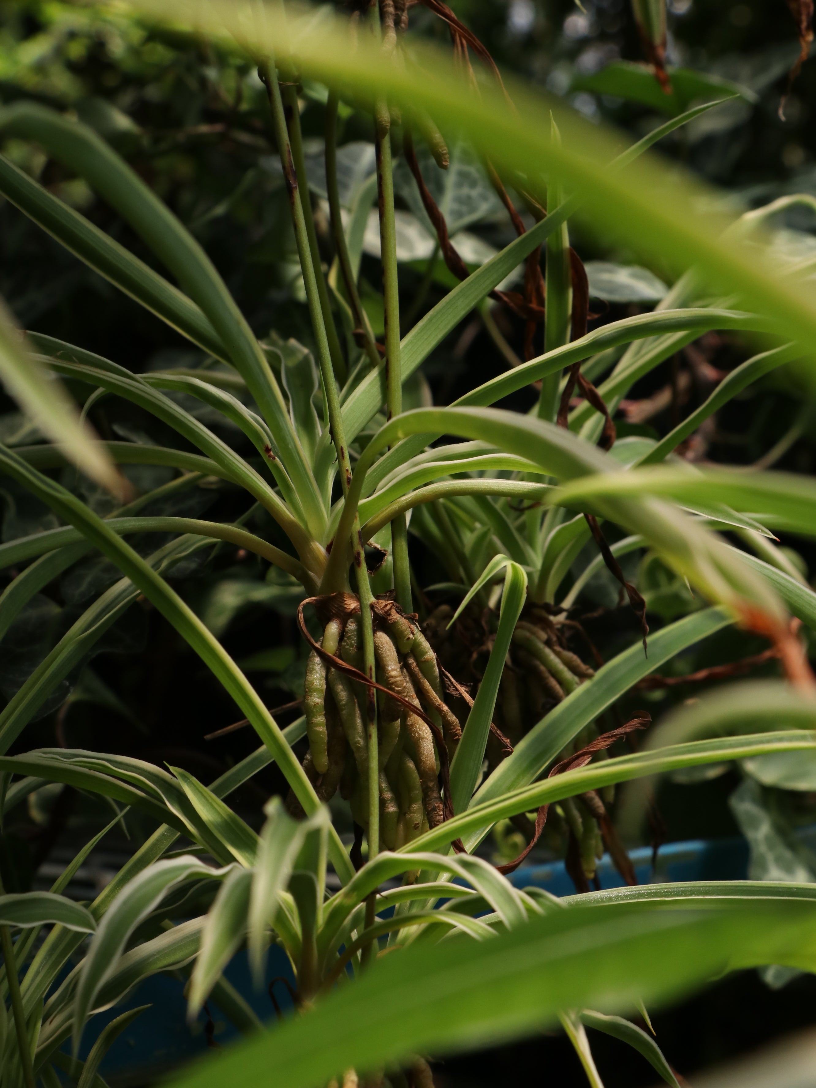 spiderettes, how to encourage spiderettes on spider plants