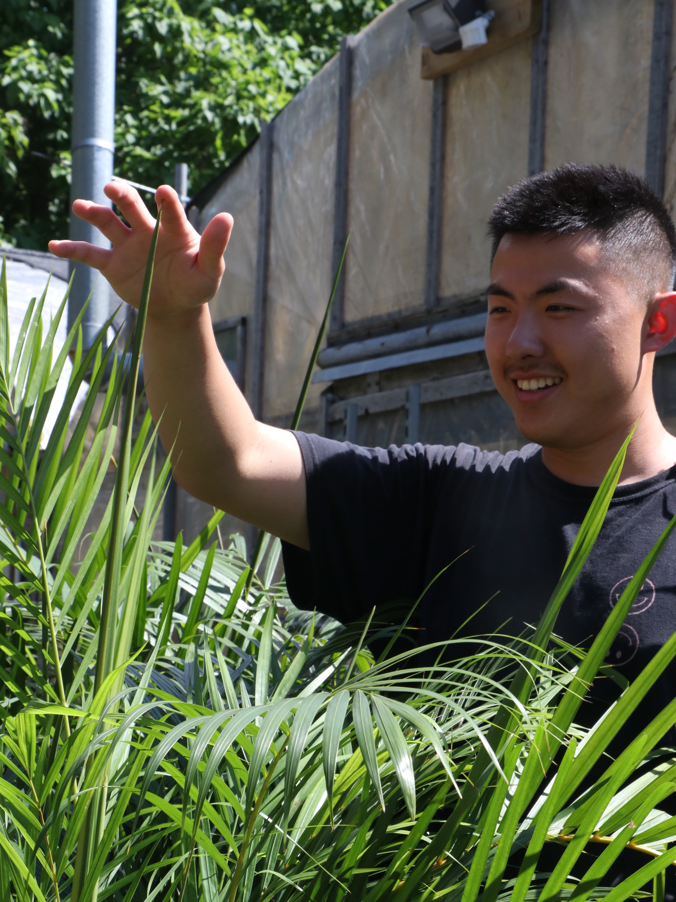 areca palm tree, indoor areca palm. how to care for areca palm