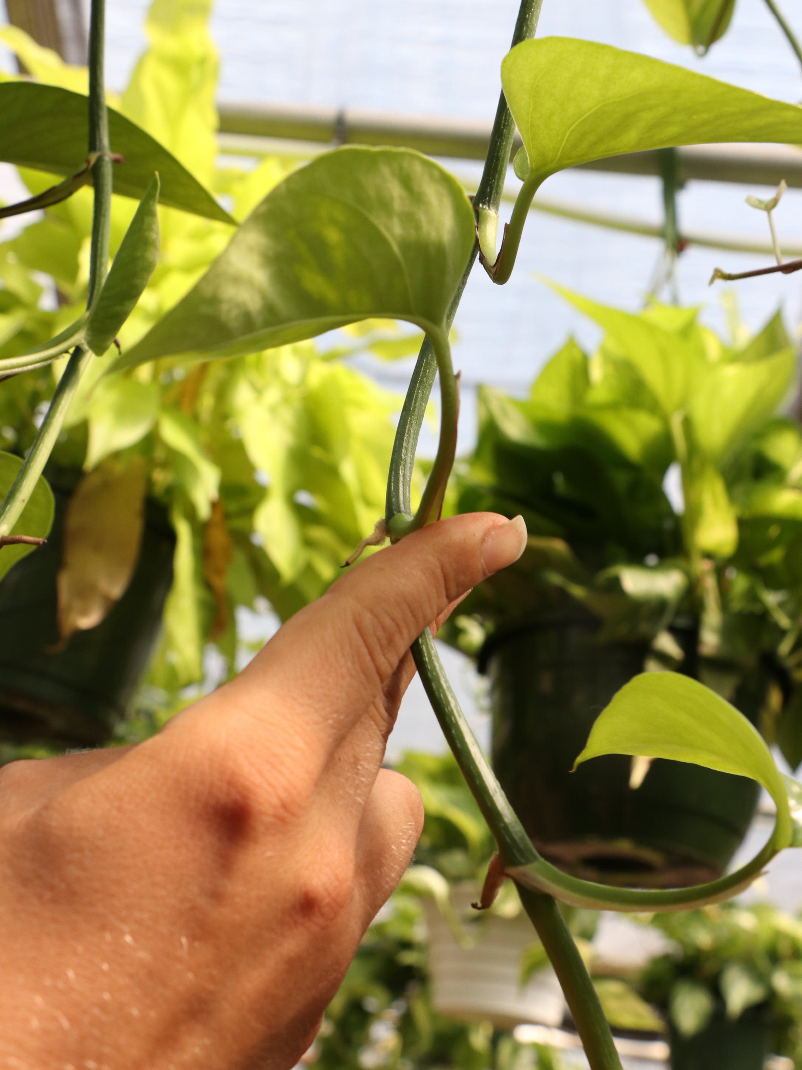 how to propagate pothos plants, pothos propagation