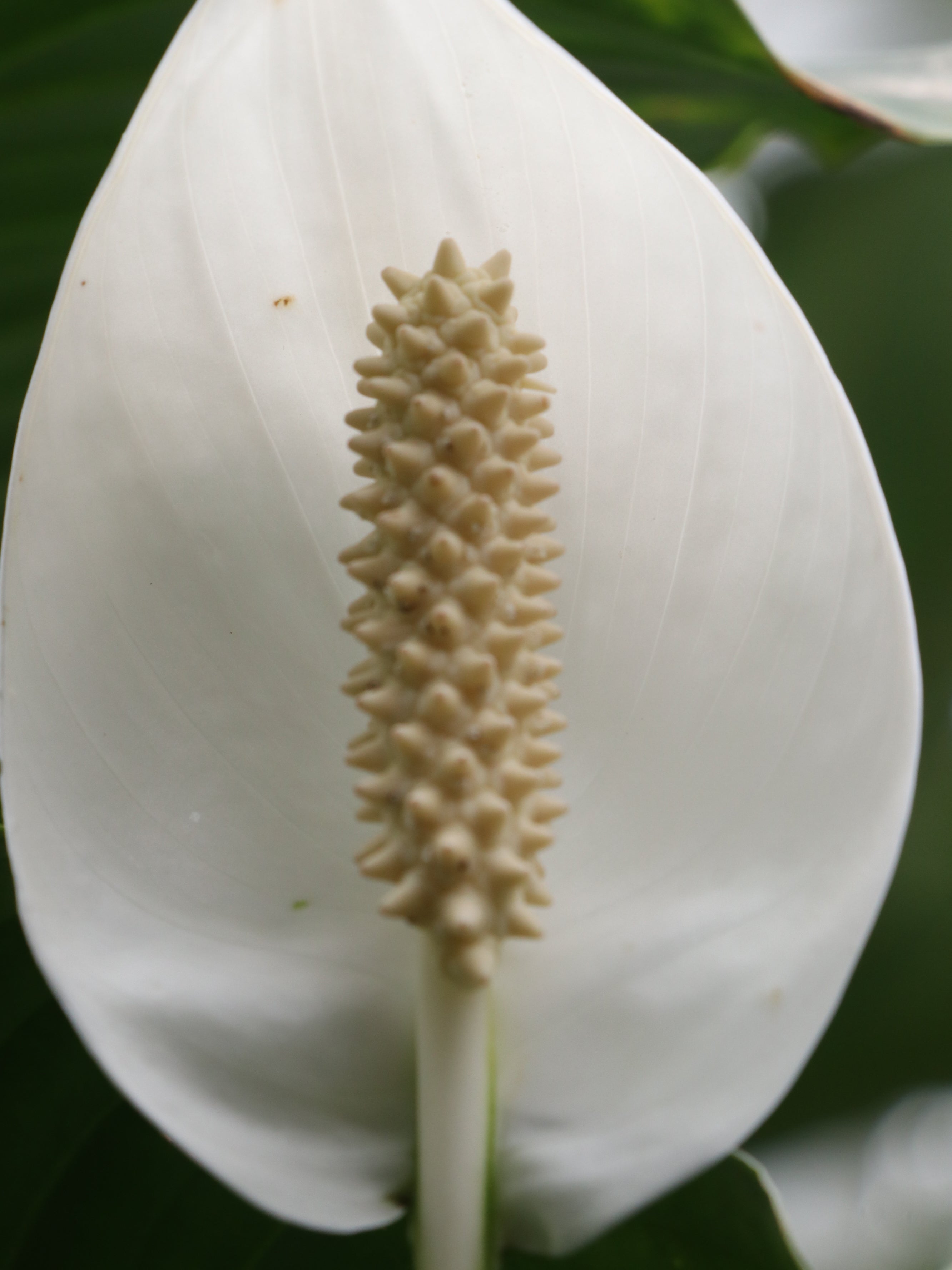 peace lily, Spathiphyllum, peace lily flower