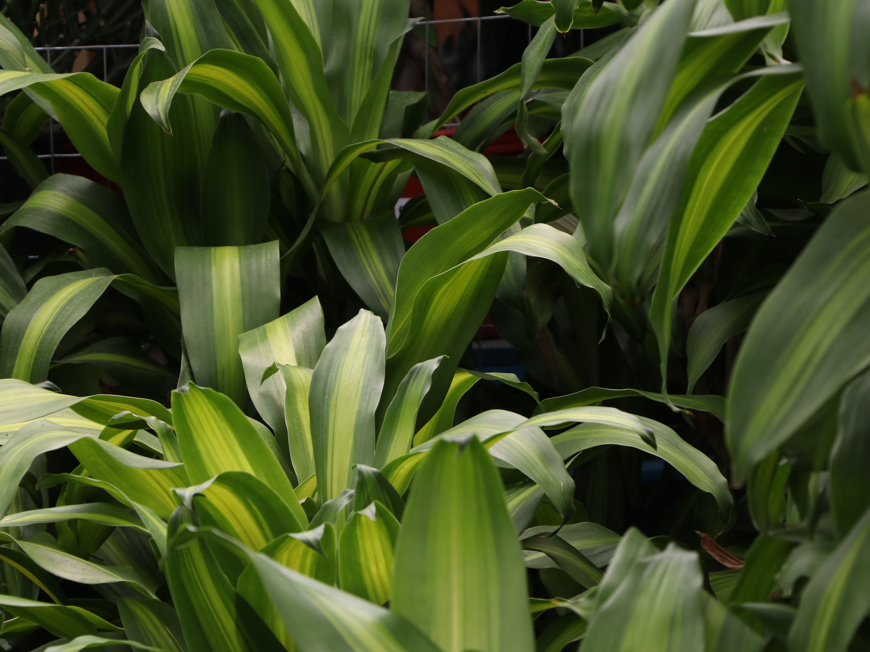 How To Care For A Mass Cane  Dahing Plants