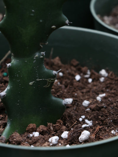 What Is This White Stuff In My Soil?? - All About Perlite