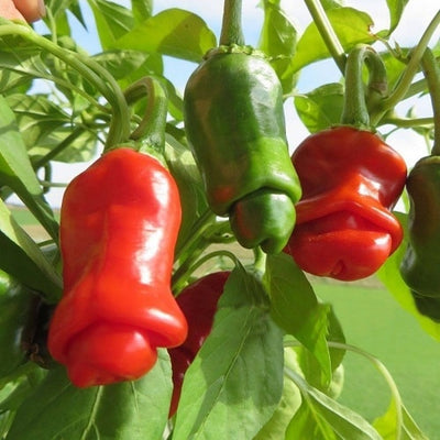 Here are 5 plants that will blow you away