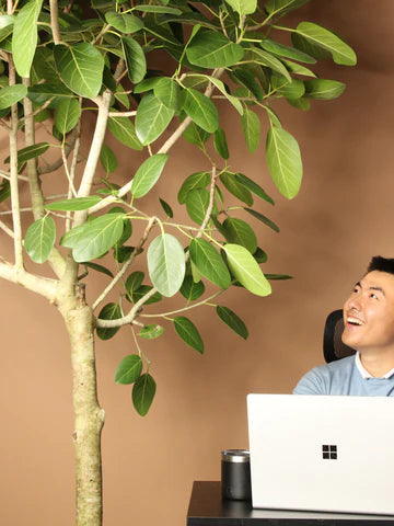 Designing with Plants in Mind