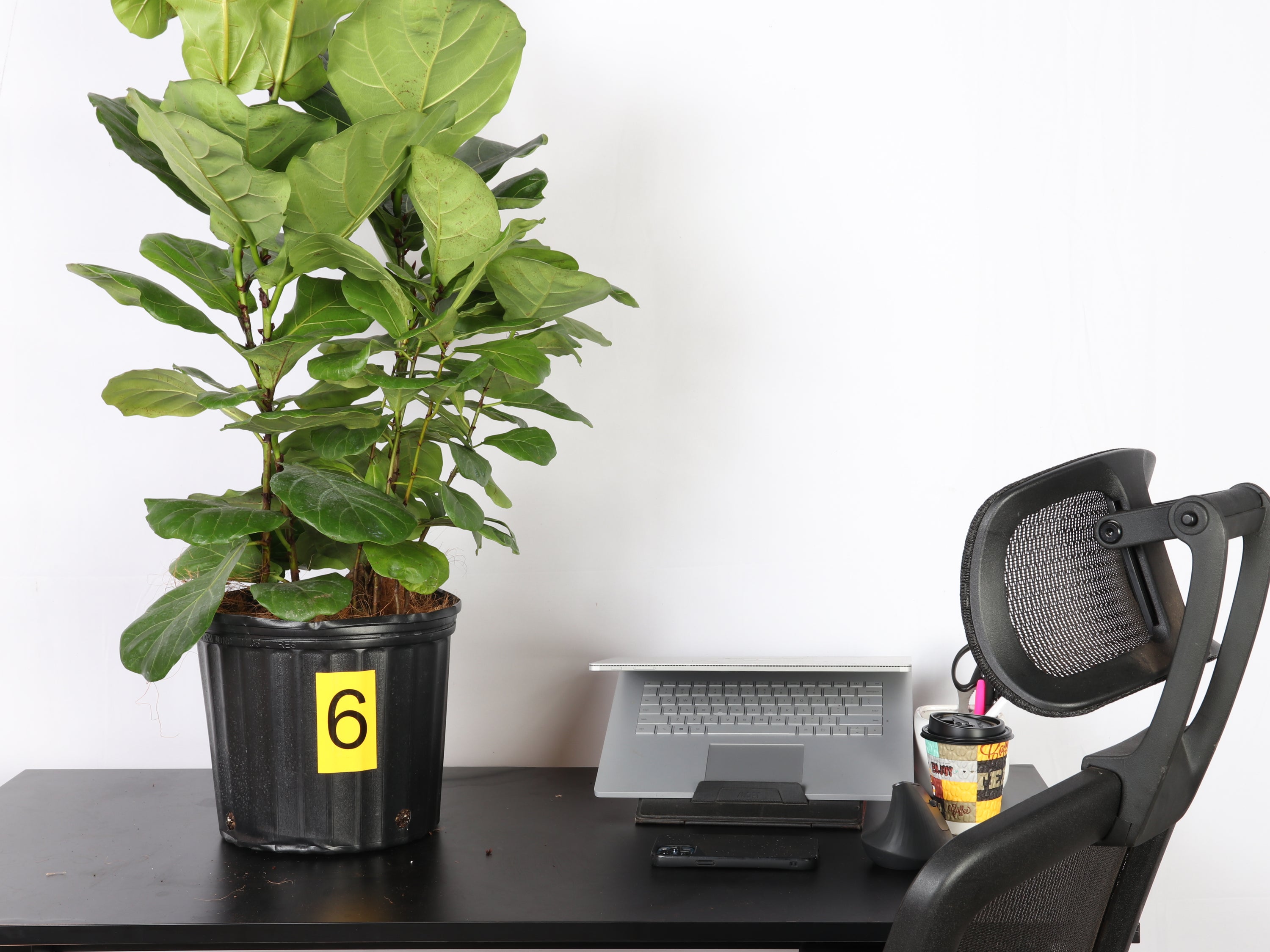 3 Reasons to Get Houseplants In Your New Apartment
