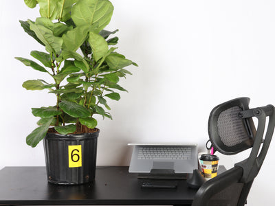 3 Reasons to Get Houseplants In Your New Apartment