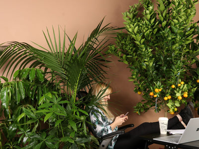 Top 5 Office Plants That'll Survive Anything