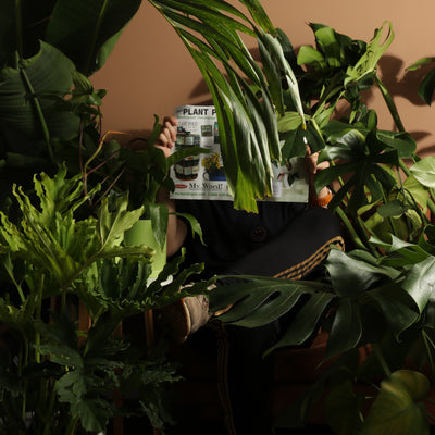 How To Turn Your Home Into A Lush Tropical Rainforest