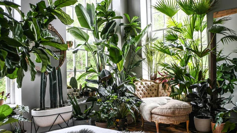 How to level up your interior layout with houseplants