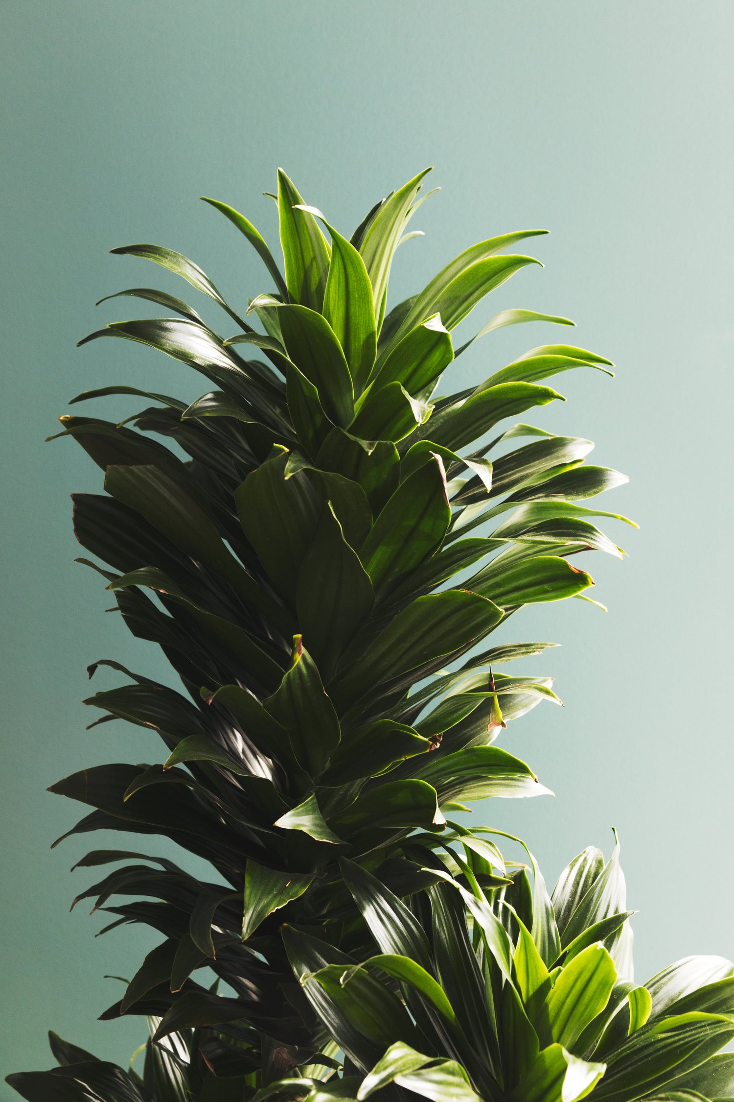 Green is a creative color!