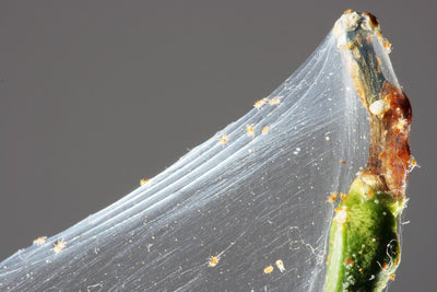 Plant Bugs: What Are Spider Mites & How To Prevent Them