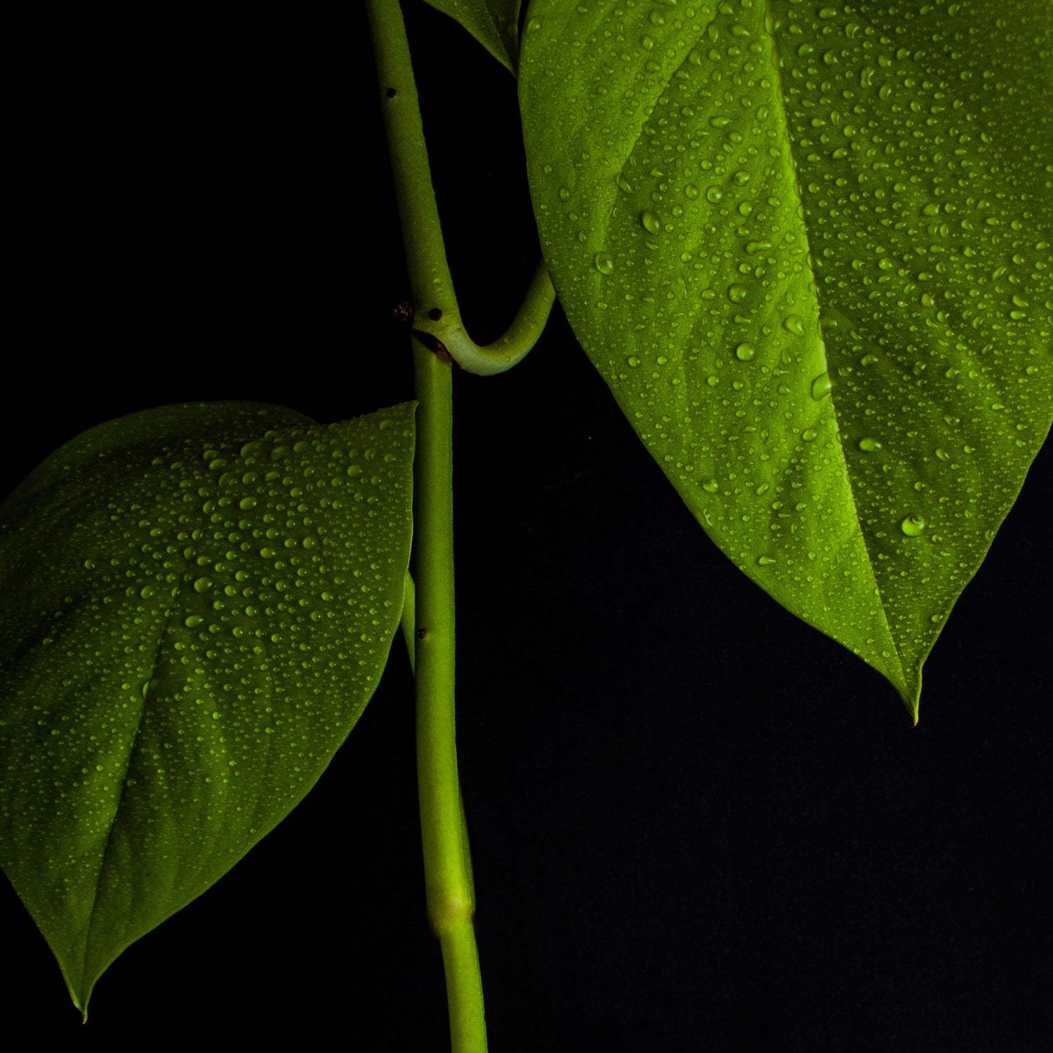 Low Light Plants