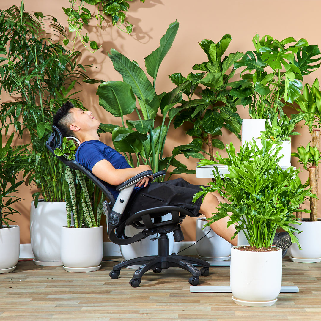 Plants Delivered Tomorrow By Dahing Plants