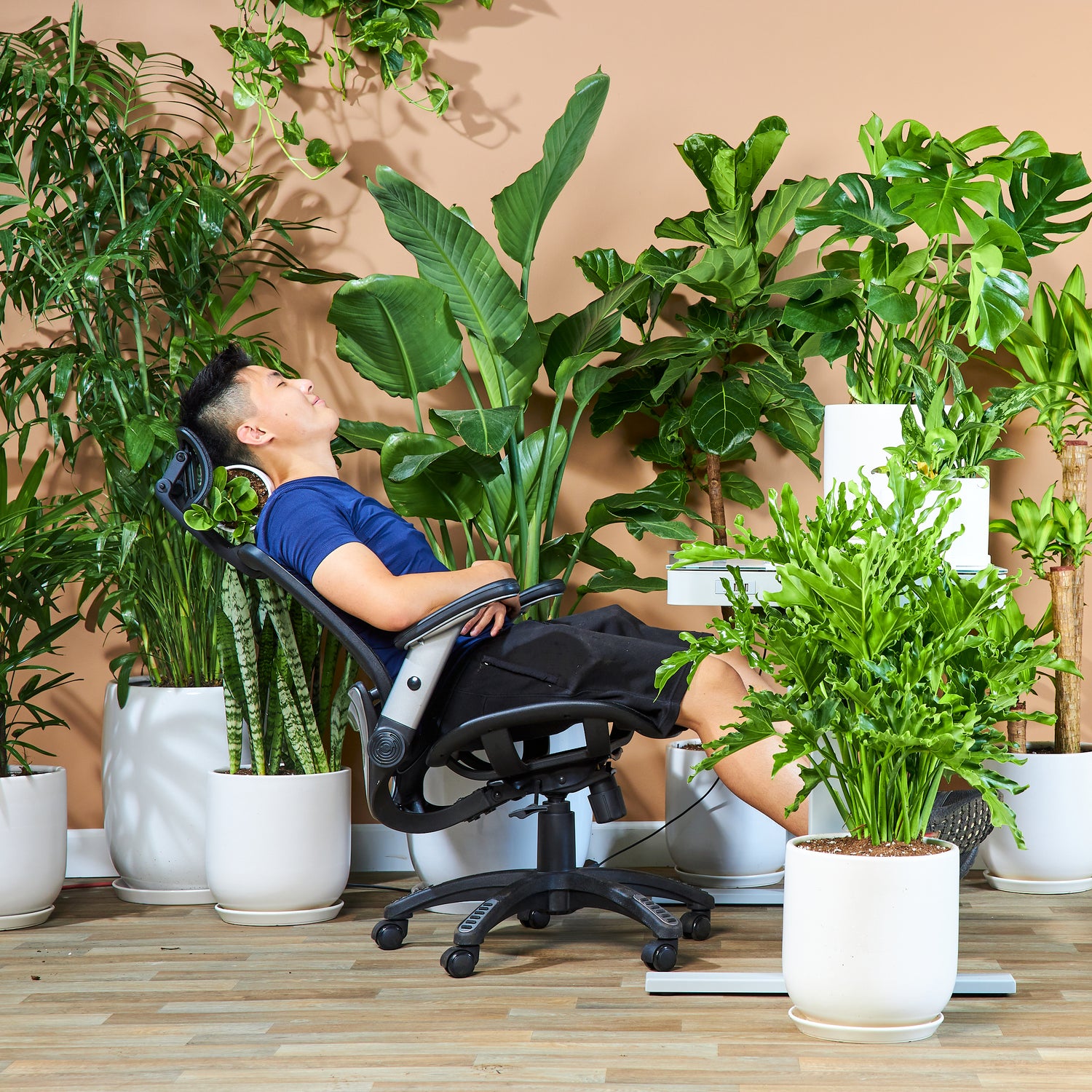 Plants Delivery in Boston