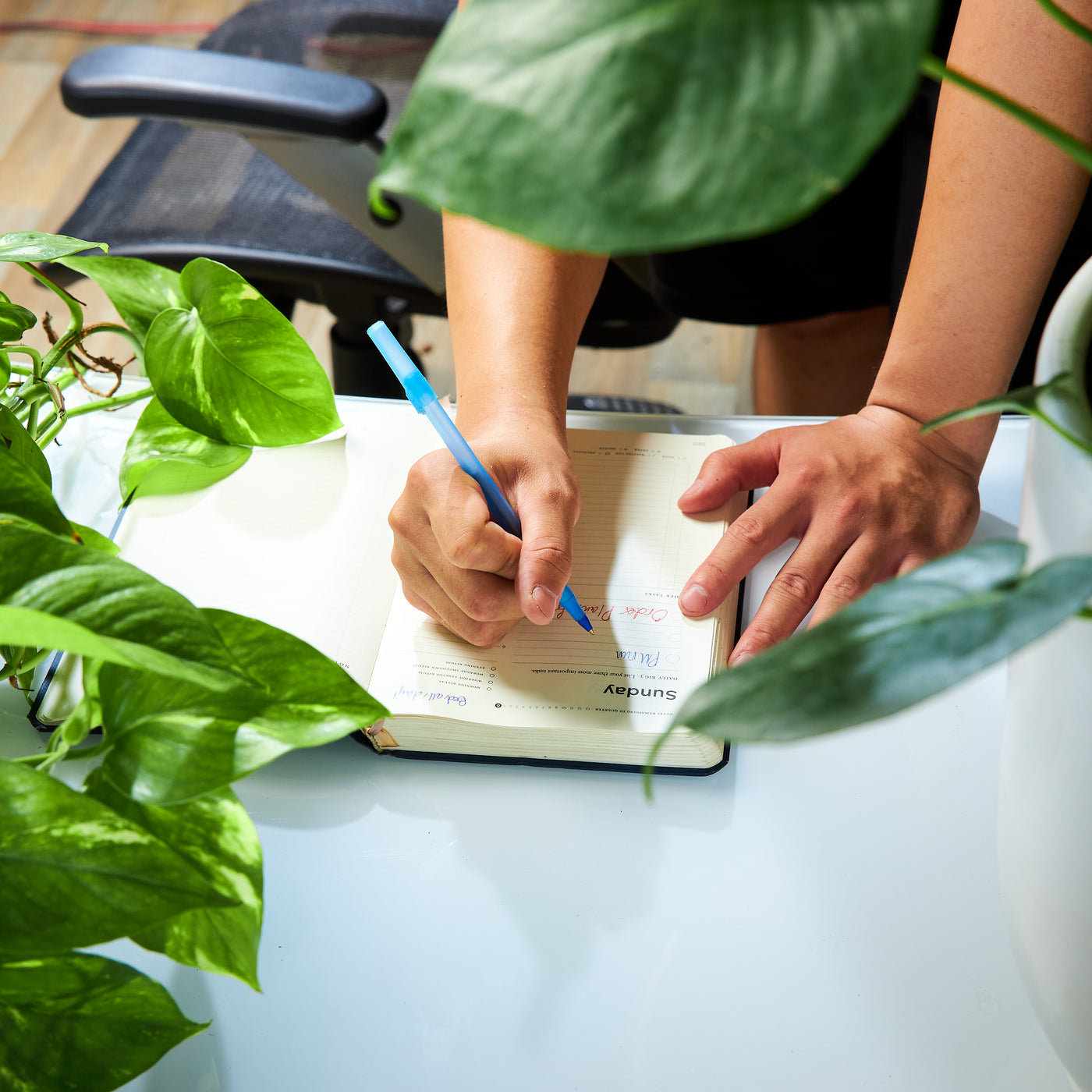 Office Plants