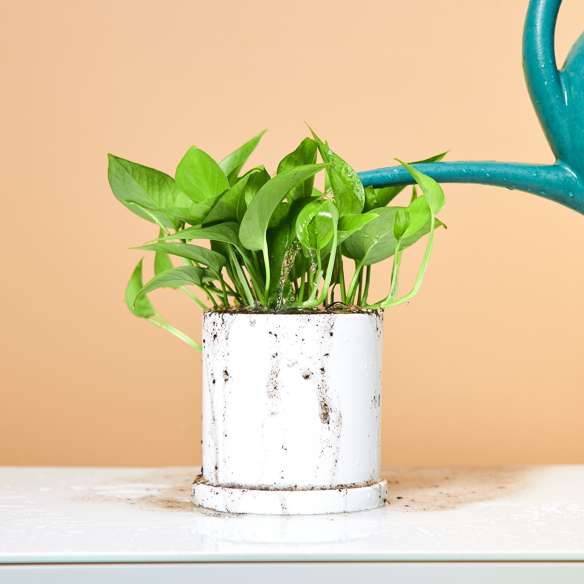 Easy Care Plants