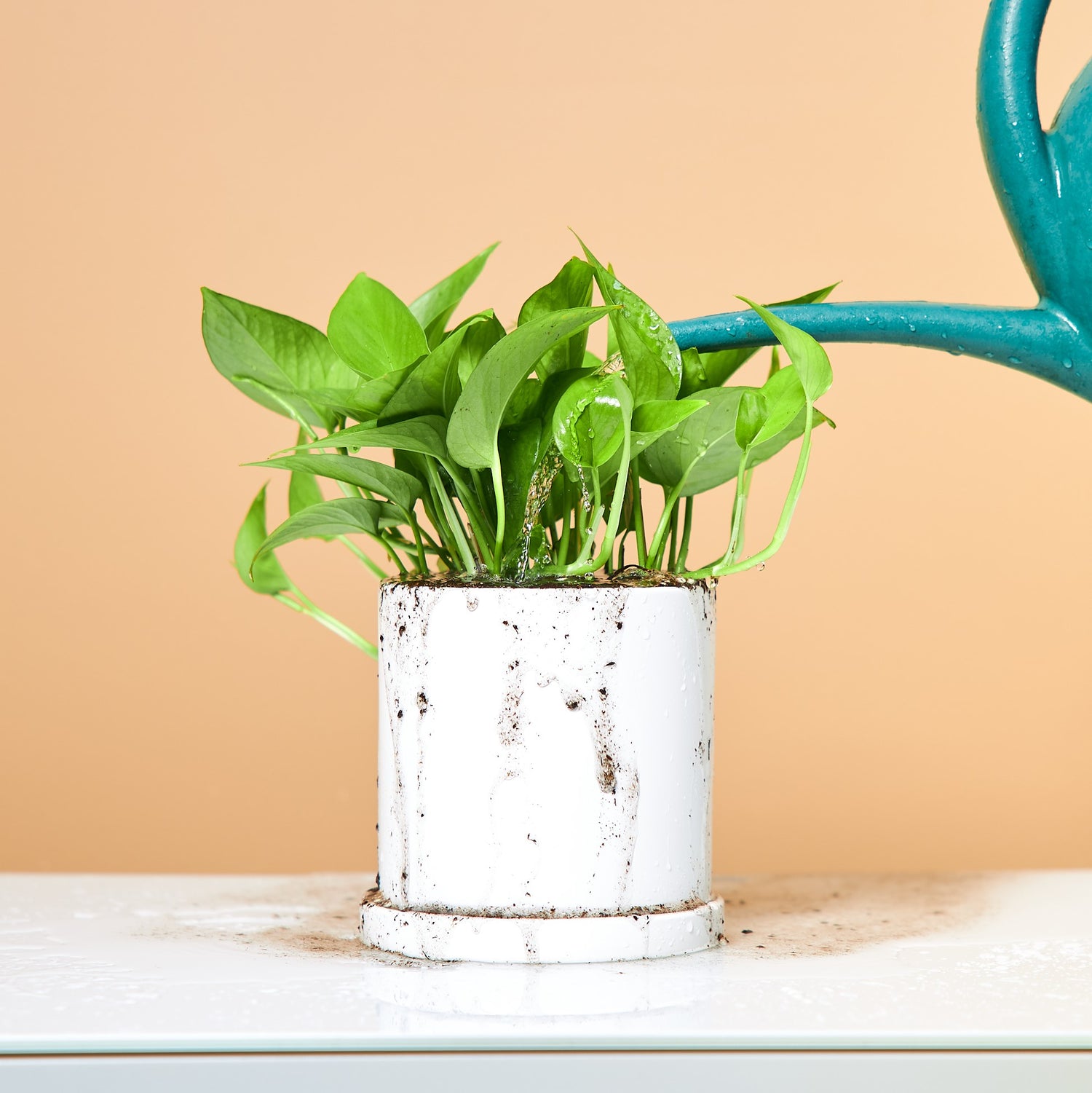 Easy-Care Plants Delivery in Boston