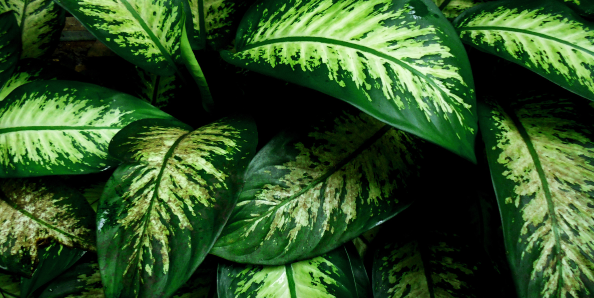 Dieffenbachia plants