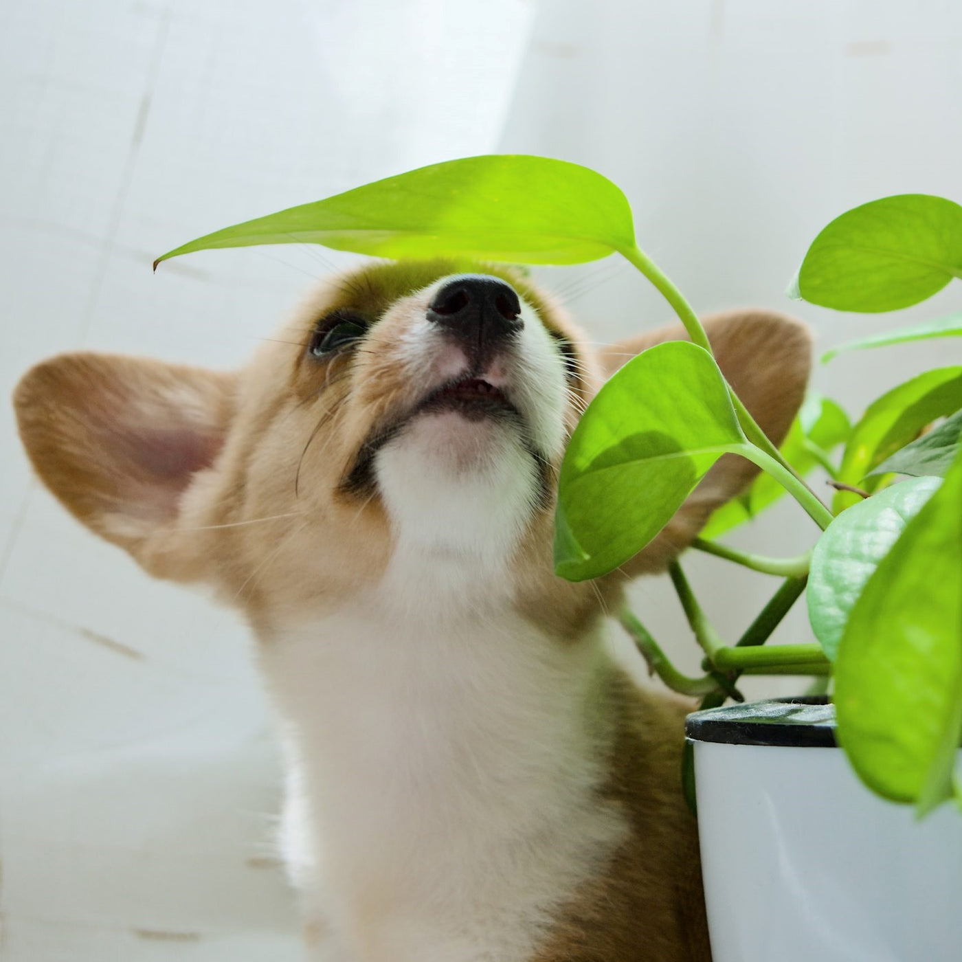 Pet-friendly Plants
