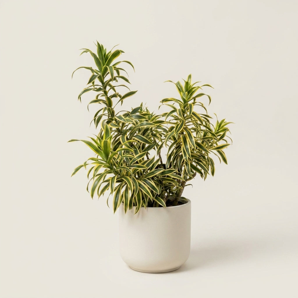 Plants Under $250
