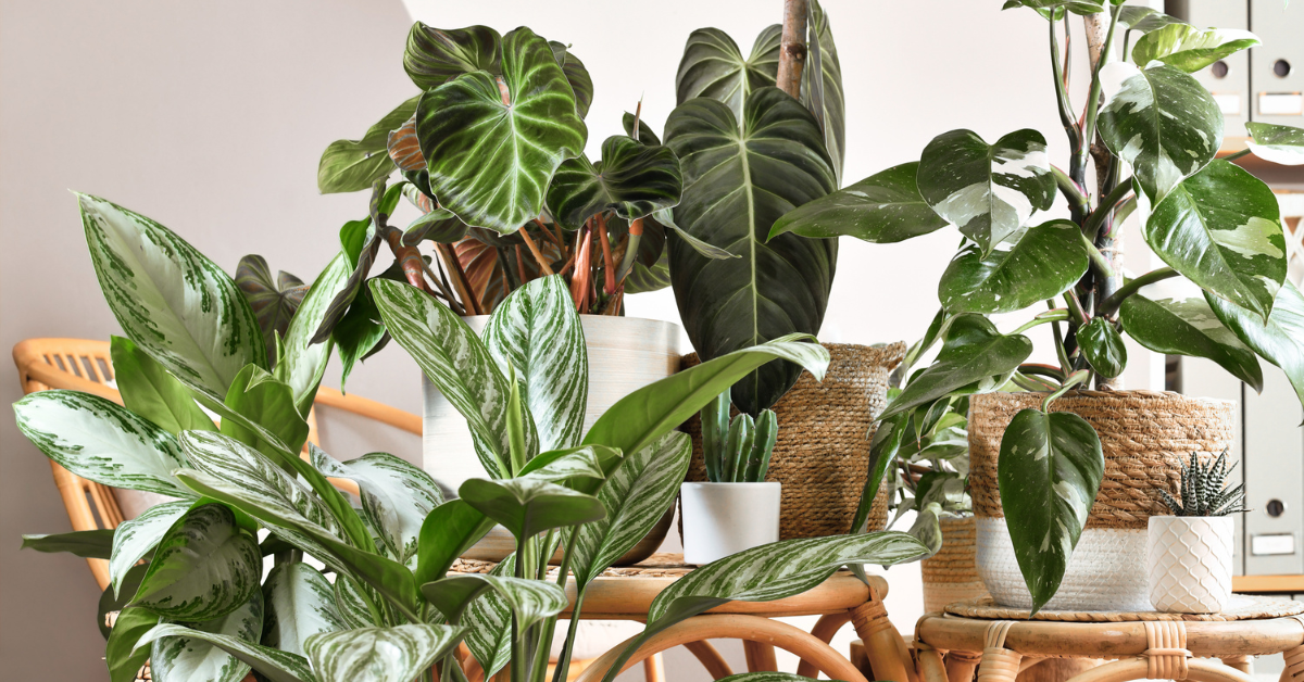 2023 Trending Houseplants