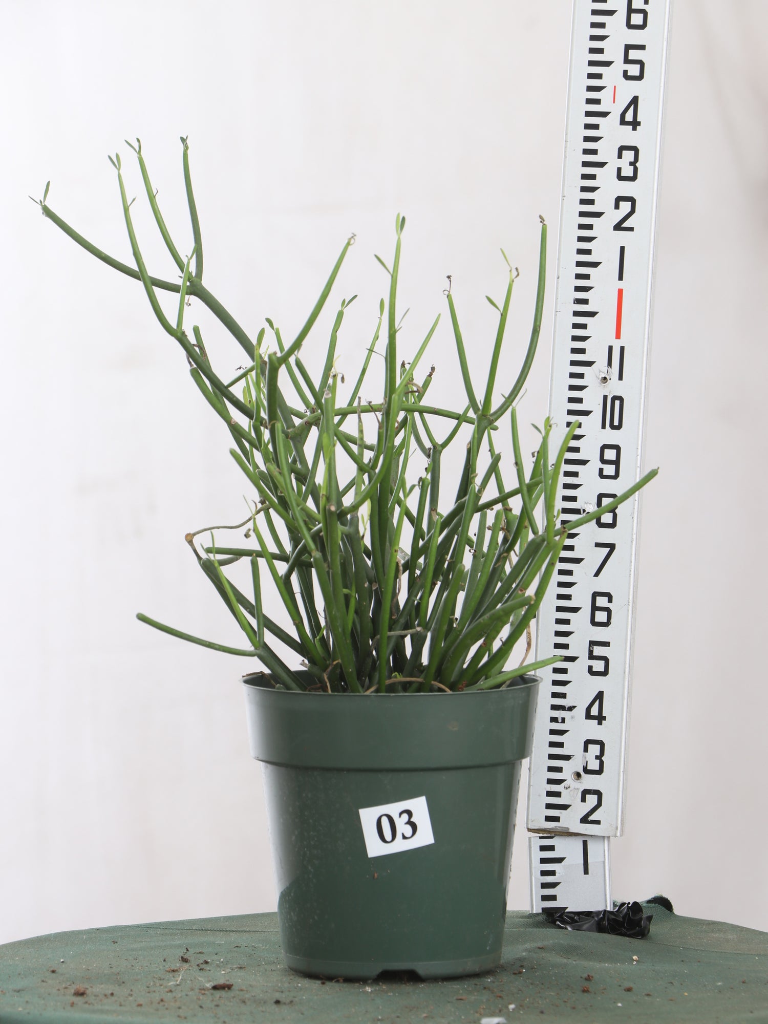 pencil cactus for sale Medium Pencil Cactus – Dahing Plants