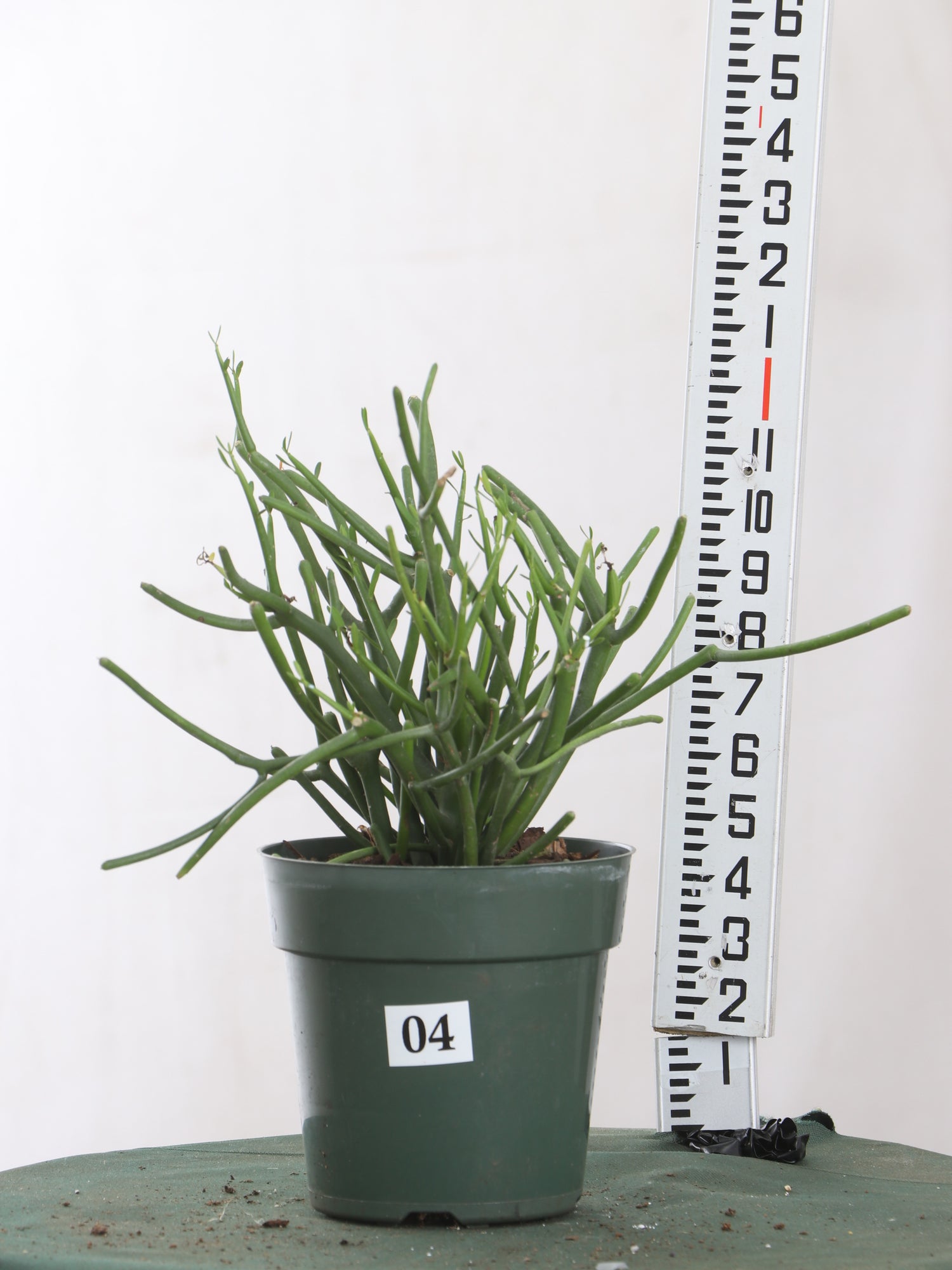 tall thin succulent plant Buy Medium Pencil Cactus Online | Indoor Succulent