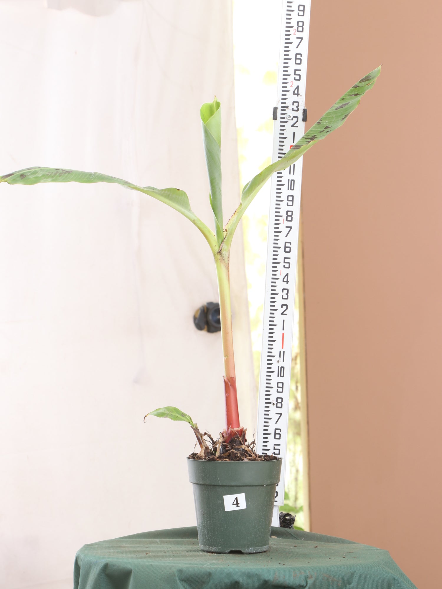 red banana indoor plant Buy Red Banana Plant (Musa Tropicana) Online | House Plant