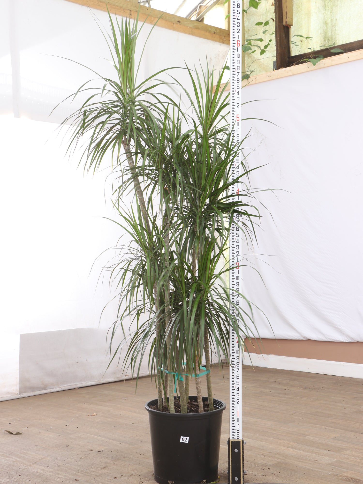 large dracaena marginata Full Size Dracaena 'Marginata'