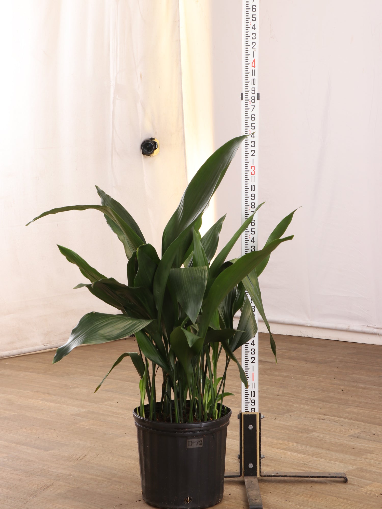 indoor cast iron plant Buy Large Cast Iron Plant Online | Large Indoor Plant