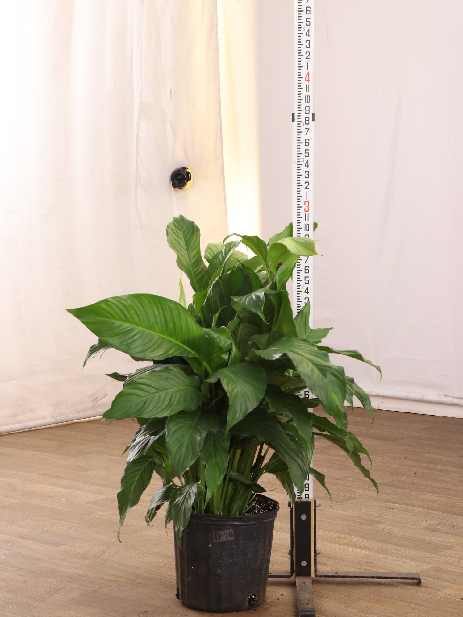 where to buy peace lily Buy Large Peace Lily Online | Large Indoor Plant