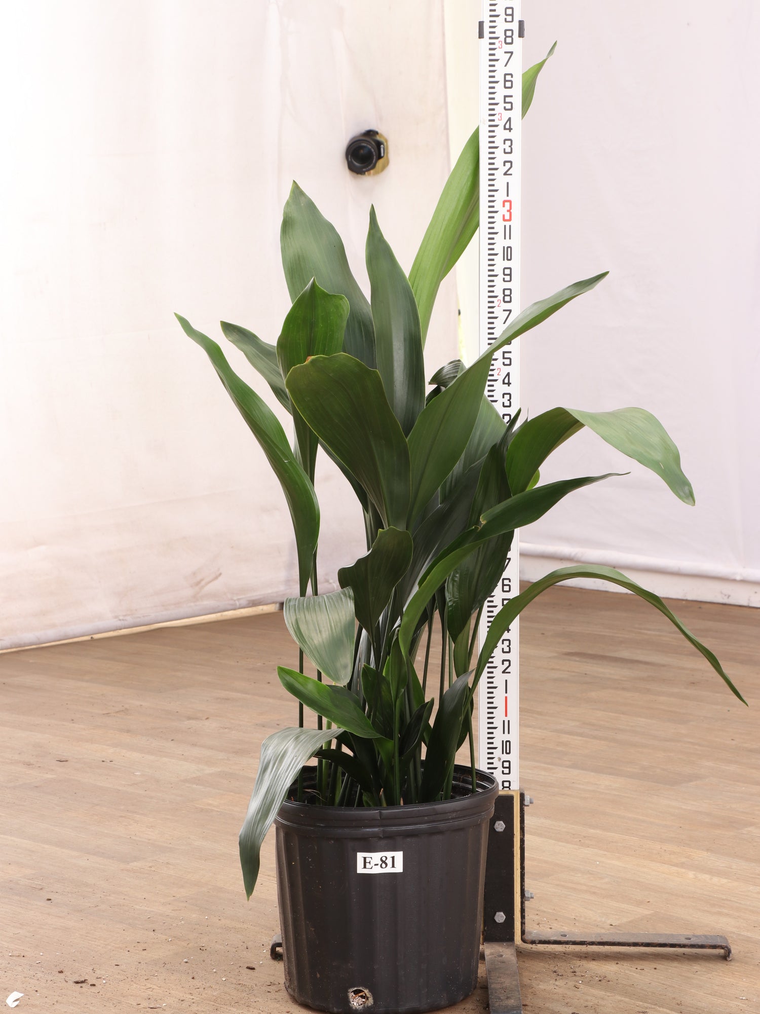 iron for house plants Buy Large Cast Iron Plant Online | Large Indoor Plant