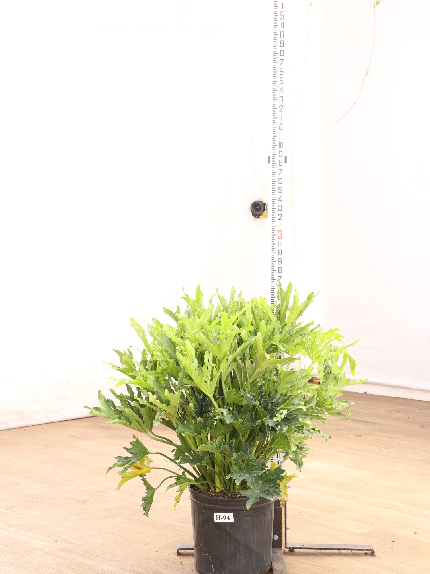 philodendron selloum small Buy Philodendron 'Selloum' Online | Large Indoor Plant