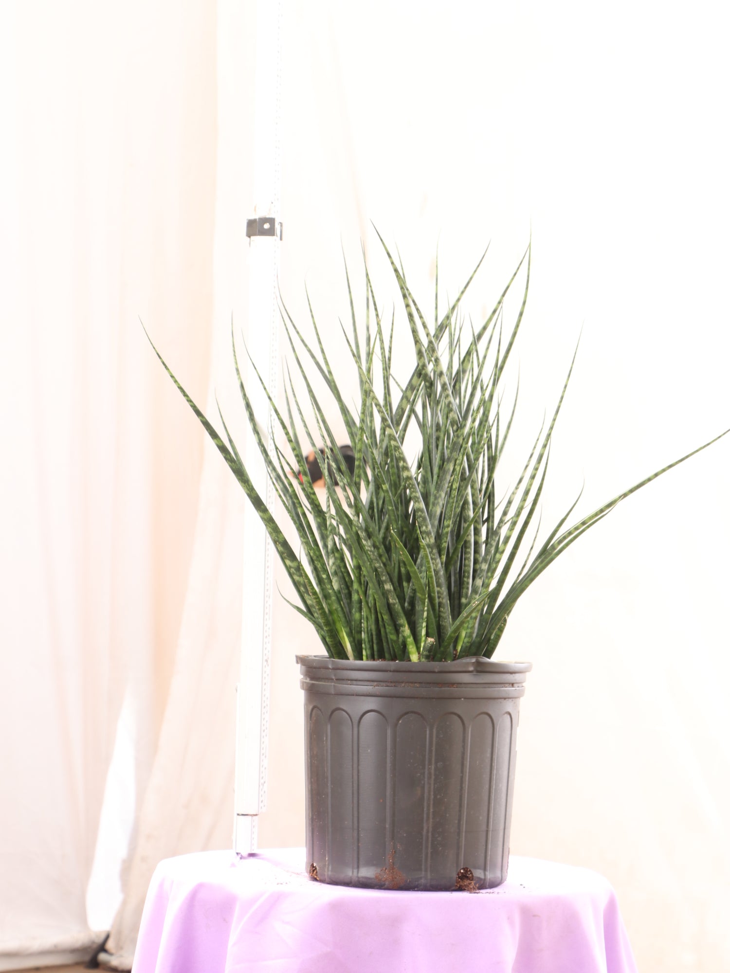 fernwood sansevieria Buy Sansevieria Fernwood Online | Large Indoor Plant