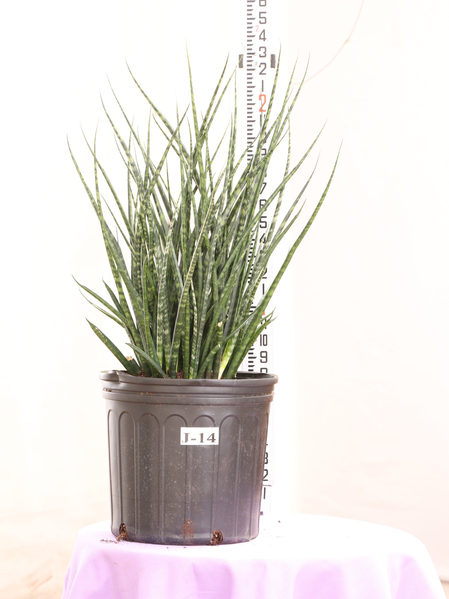 Large Sansevieria Fernwood