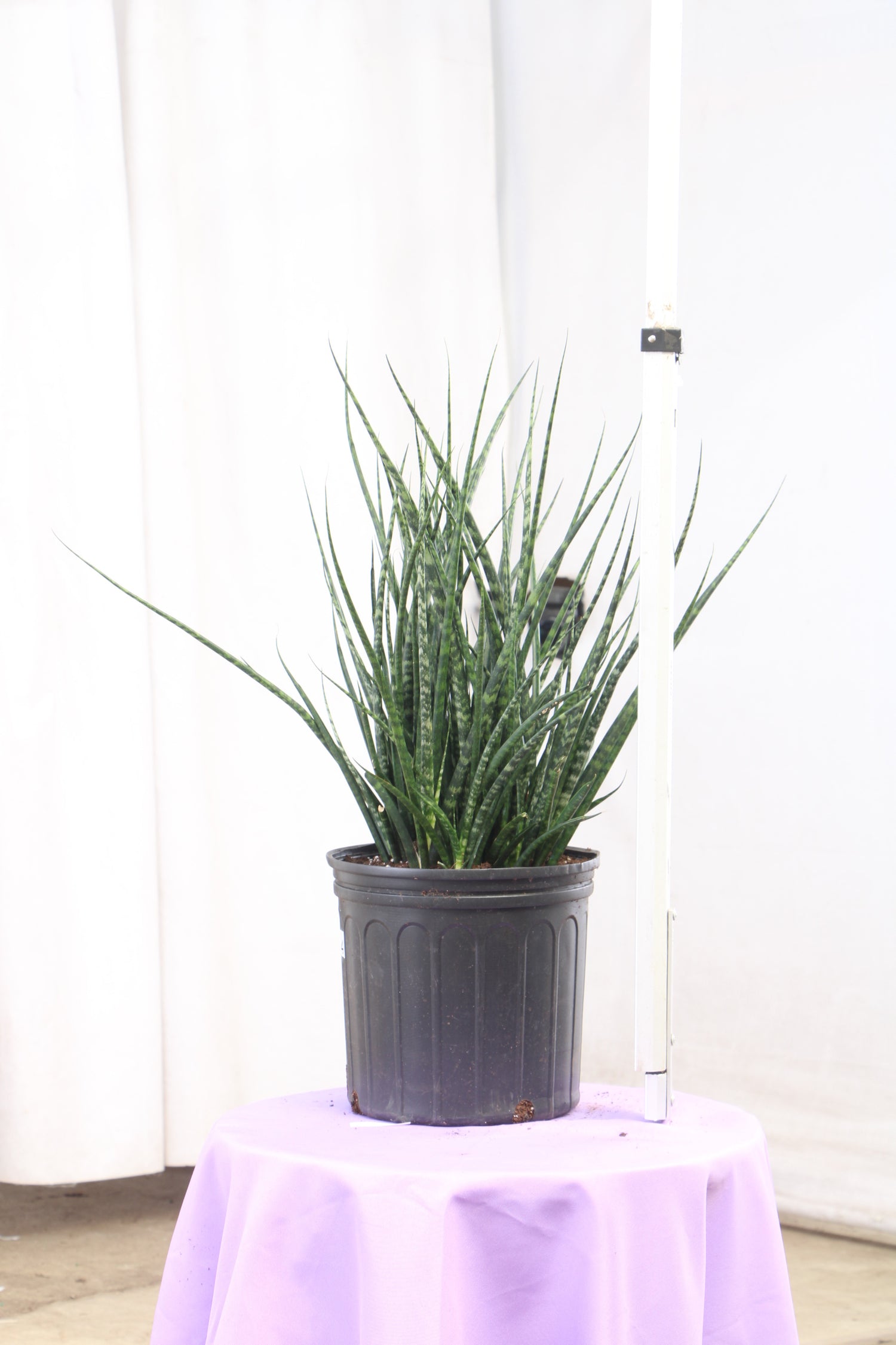 3-5 FT Sansevieria Fernwood  Dahing Plants
