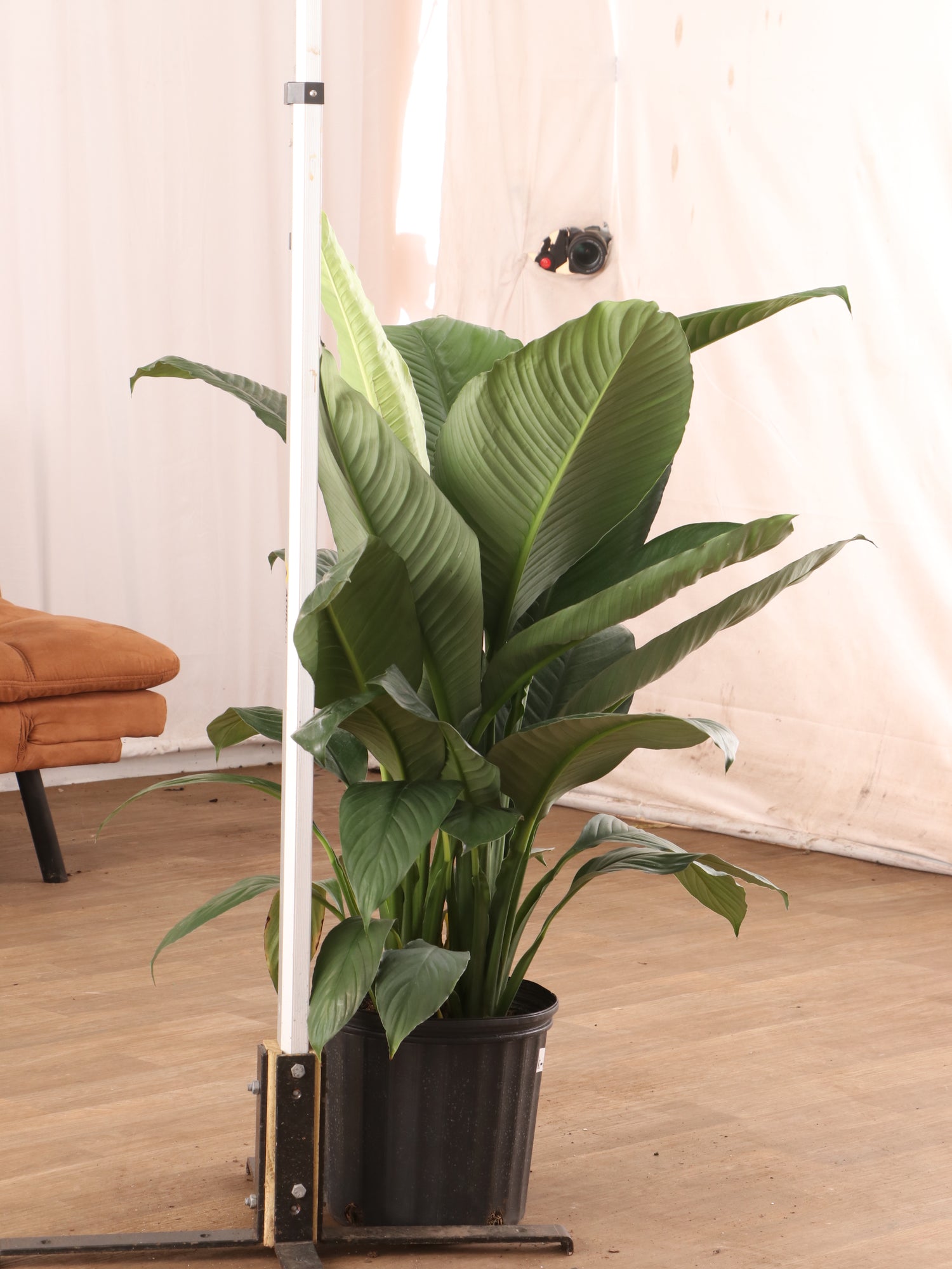 peace lily vs bird of paradise Buy Sensation Peace Lily Online | Large Indoor Plant