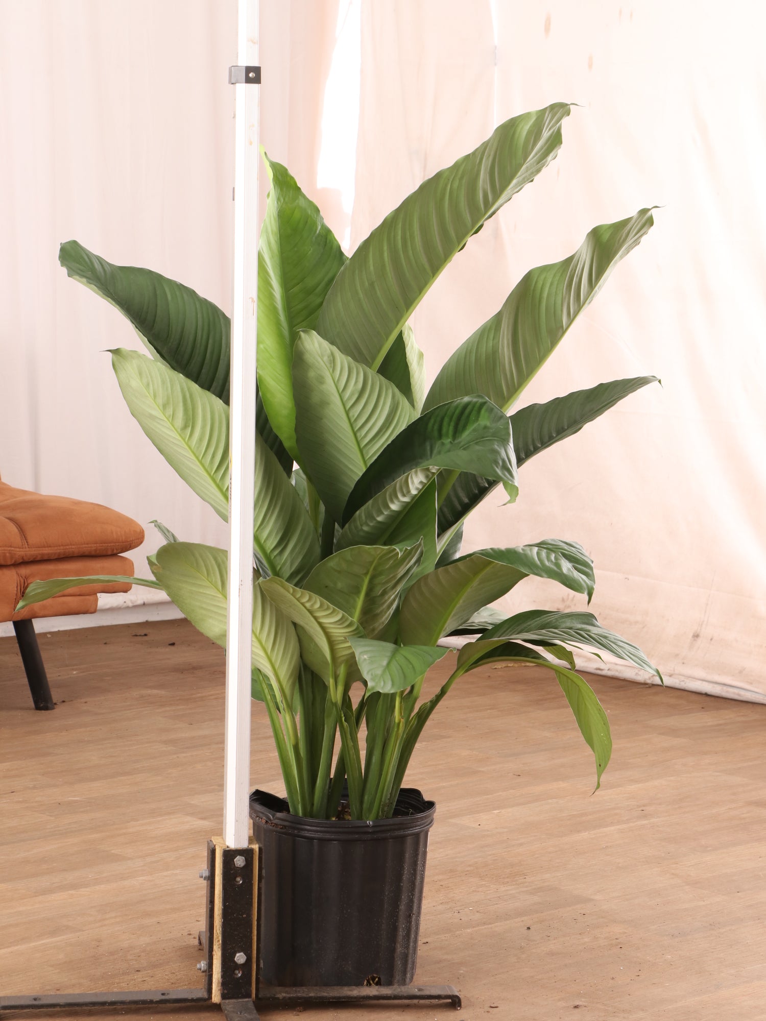 large peace lily price Buy Sensation Peace Lily Online | Large Indoor Plant