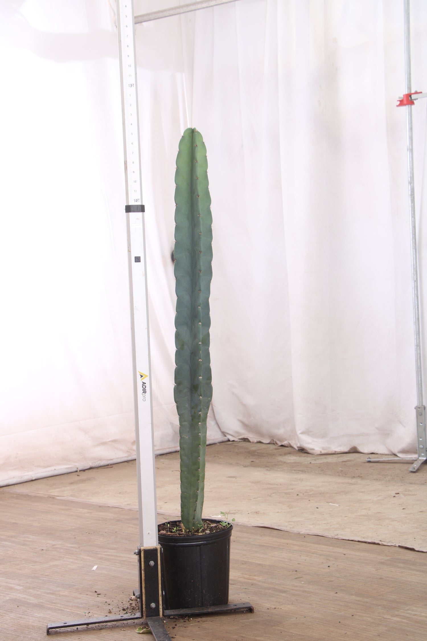 types of tall skinny cactus 3-5 FT Peruvian Cactus (Single Stalk) – Dahing Plants