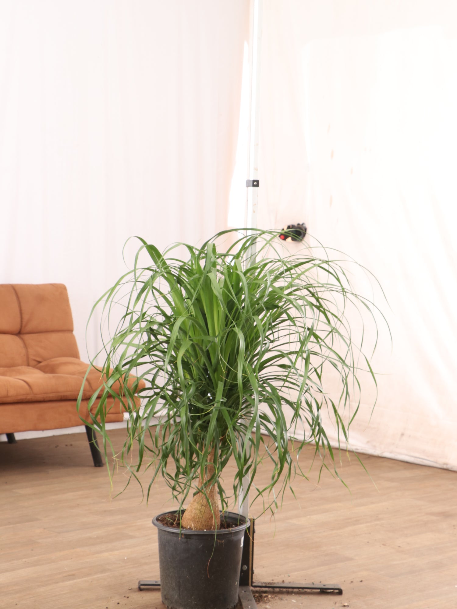 5 ft ponytail palm Large Ponytail Palm