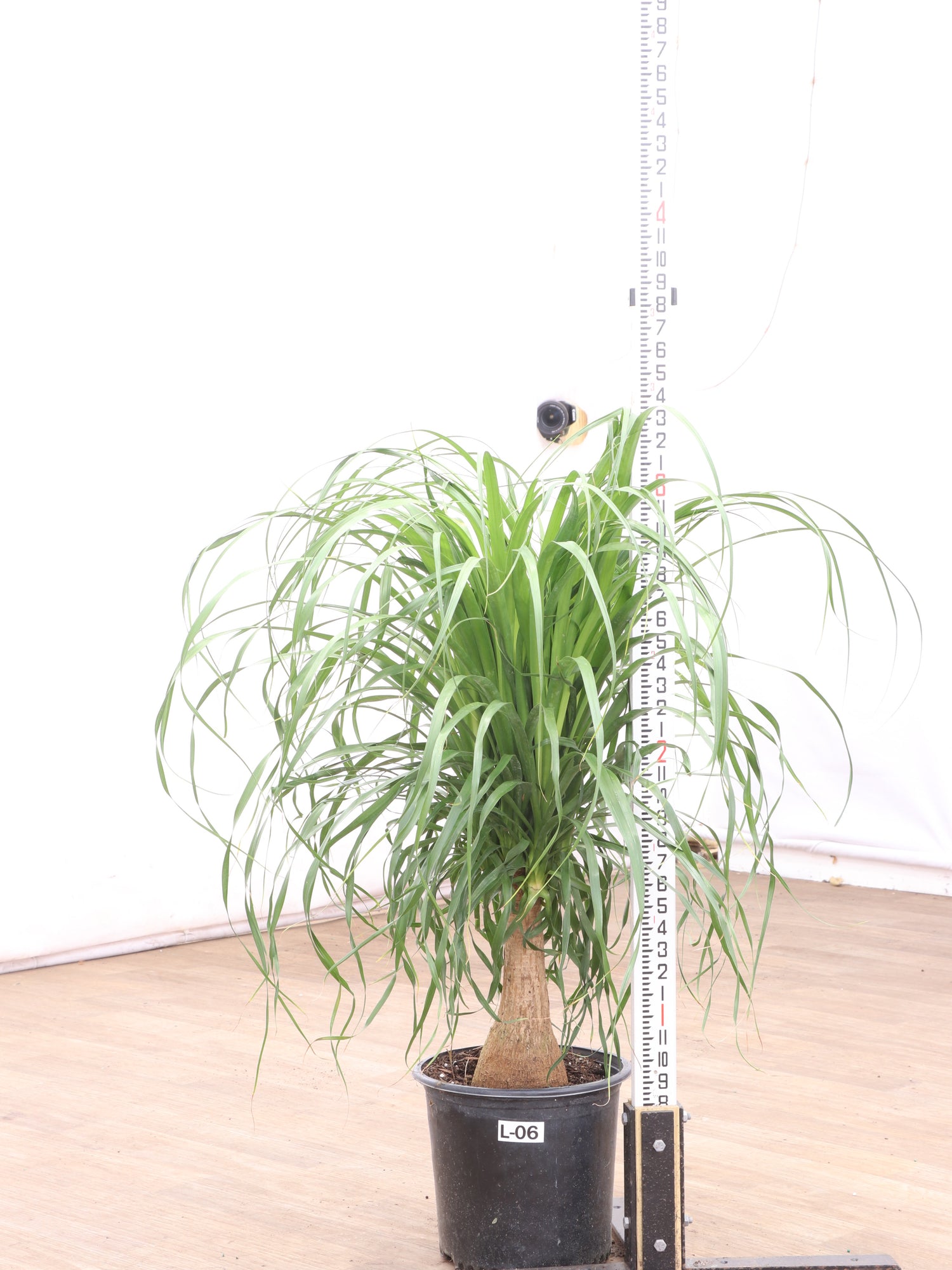 extra large ponytail palm for sale Large Ponytail Palm