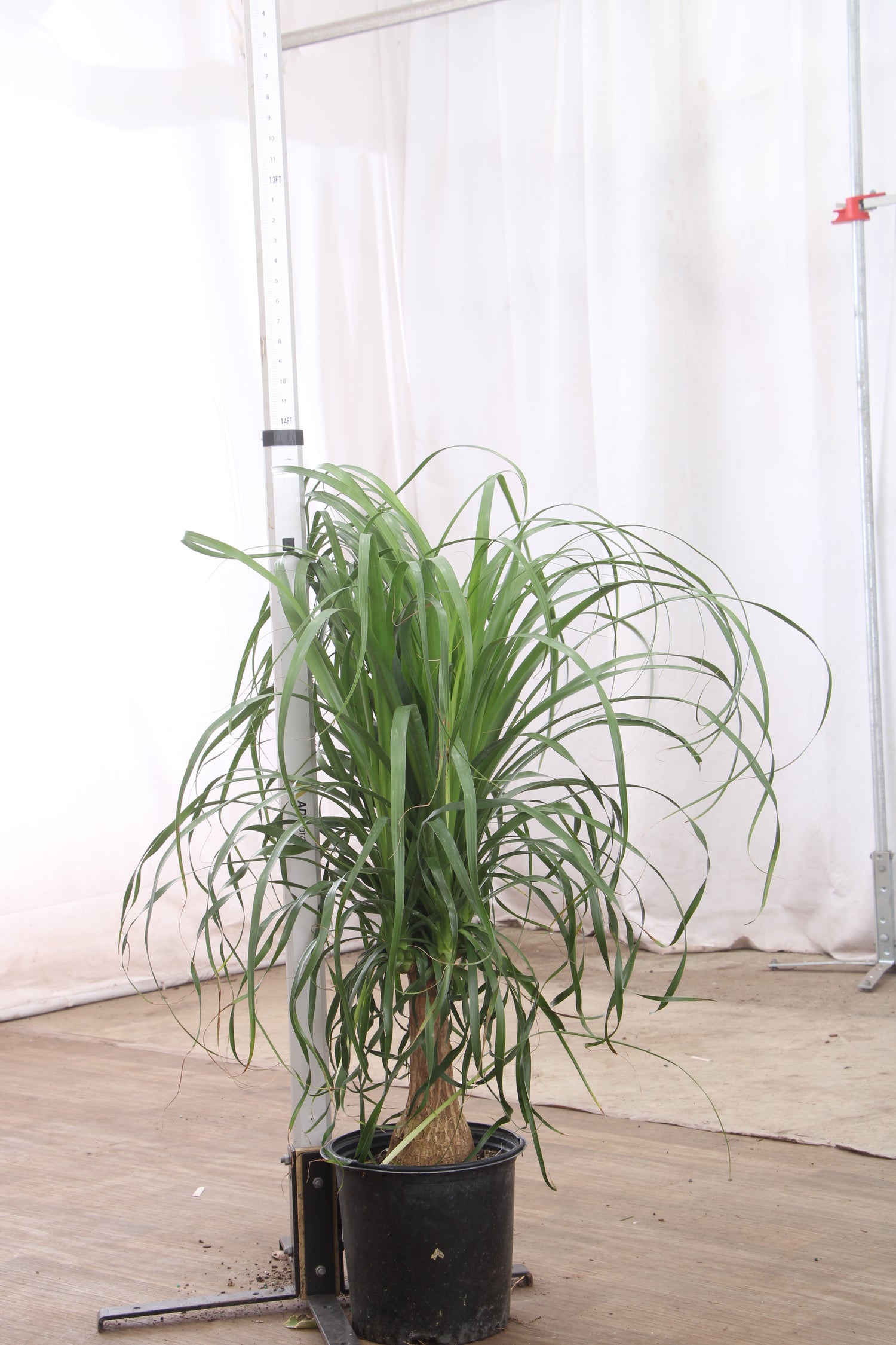 3-5 FT Ponytail Palm – Dahing Plants