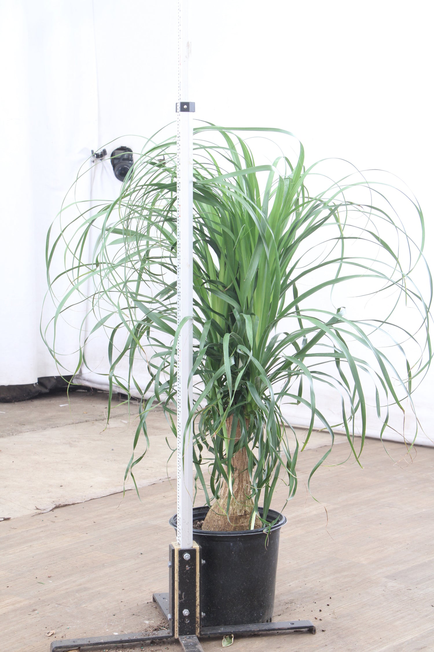 huge ponytail palm 3-5 FT Ponytail Palm – Dahing Plants